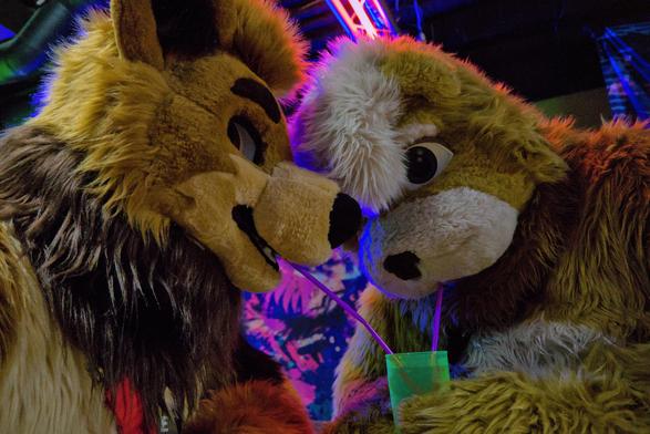 Zwei Bären Fursuiter an einer Bar die sich einen Drink teilen