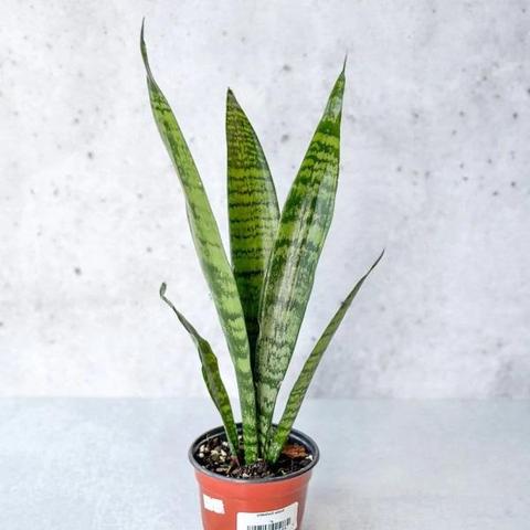 Lưỡi hổ xanh tại Kiểng Lá VN