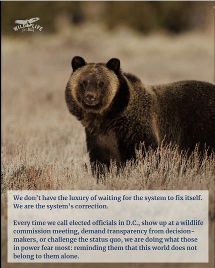 Grizzly bear standing in a field of fall grass.  "We don’t have the luxury of waiting for the system to fix itself. We are the system’s correction. Every time we call elected officials in D.C., show up at a wildlife commission meeting, demand transparency from decision makers, or challenge the status quo, we are doing what those in power fear most: reminding them that this world does not belong to them alone." Wildlife for All
