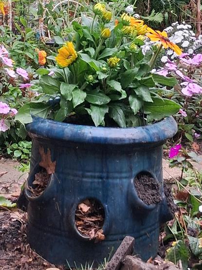 Cobalt blue strawberry pot planted with rudbeckia
