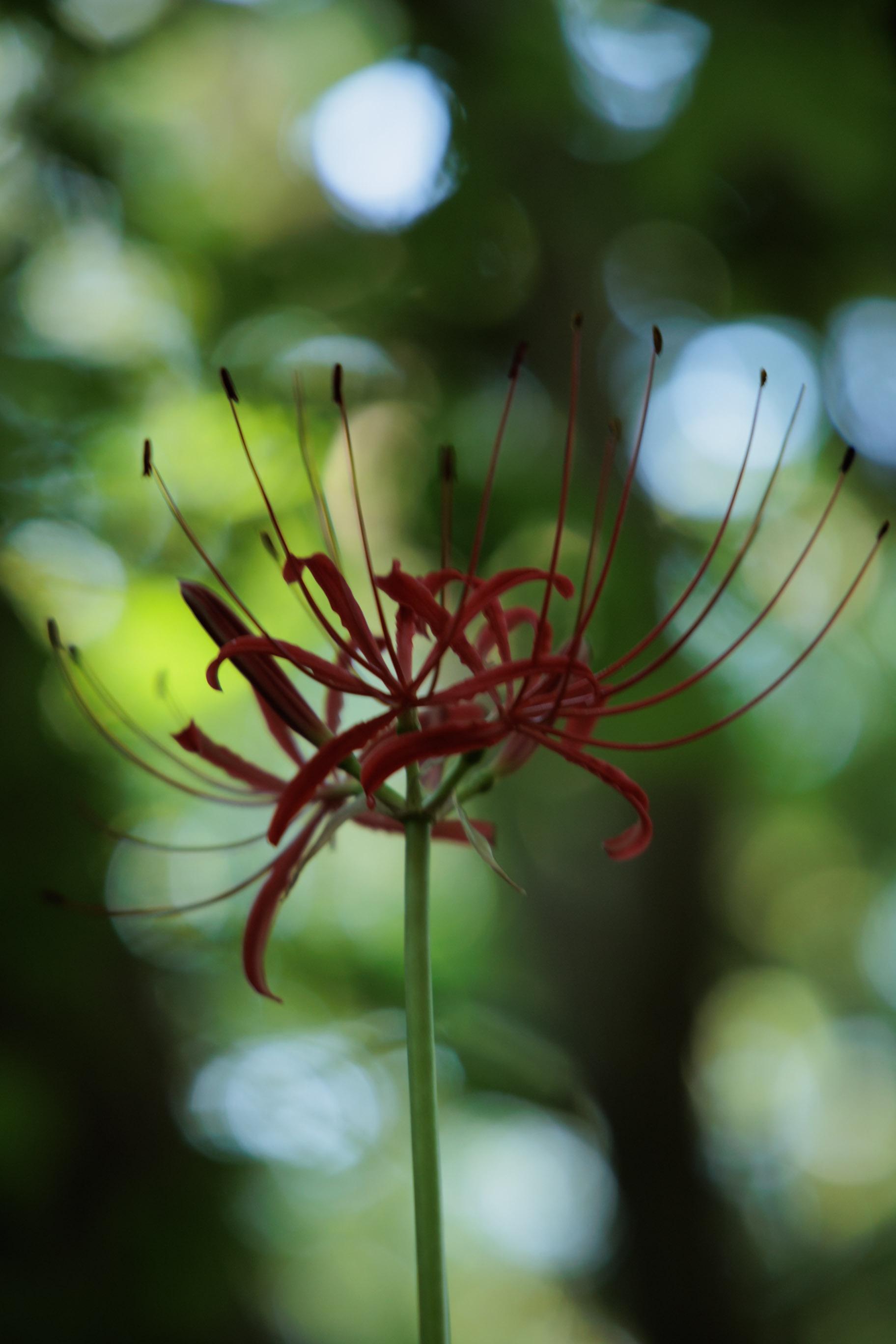 A vibrant red spider lily blooms gracefully against a blurred green background, showcasing its elongated petals and delicate stamens.