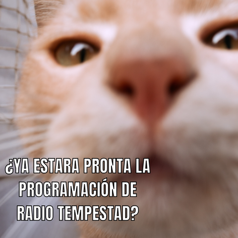 Es un meme de un gato que esta mirando a ver si esta pronta la programacion de radio tempestad