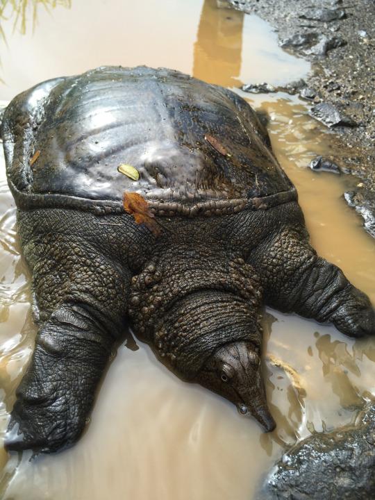 A wattle-necked softshell turtle.
Photo: jv46n2, CC BY-NC 4.0, iNaturalist