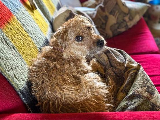 Small Patterdale terrier