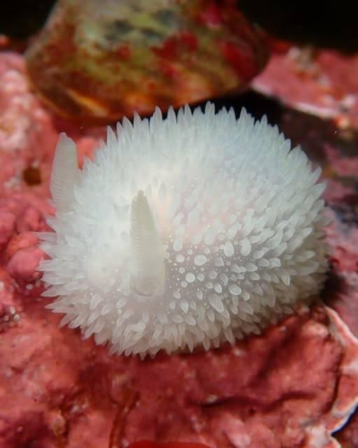 A photo of a hairy horned dorid. It has a seemingly fuzzy texture. It's white in color.