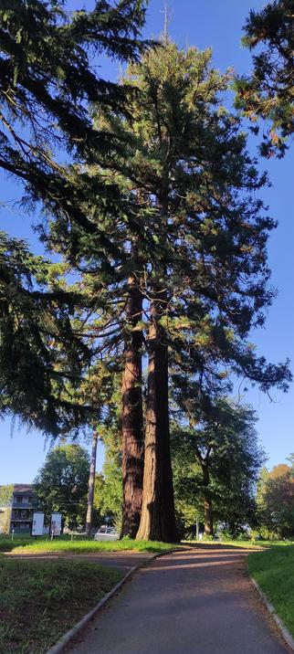 Deux séquoias majestueux côte à côte, se dressant vers le ciel bleu. Leurs troncs massifs et élancés dominent l’allée du parc, encadrés de verdure et baignant dans la lumière dorée du soir