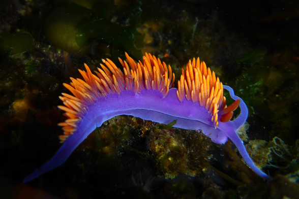 Spanish Shawl
