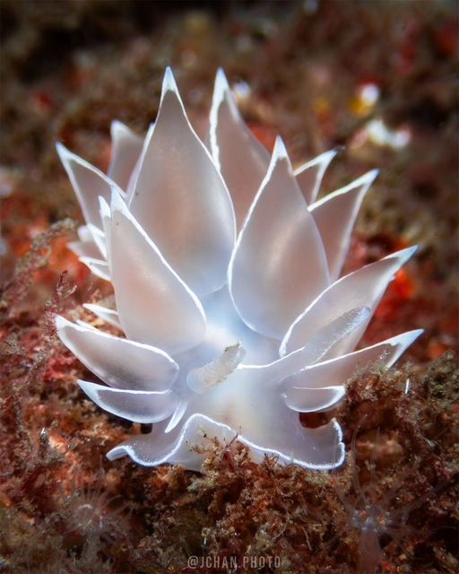 White-lined Dirona