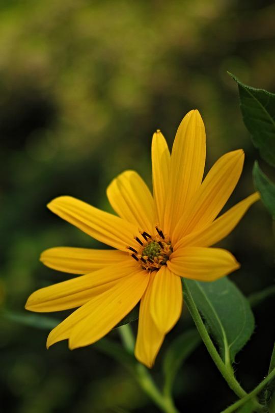 Yellow aster-like flower, looking upwards.