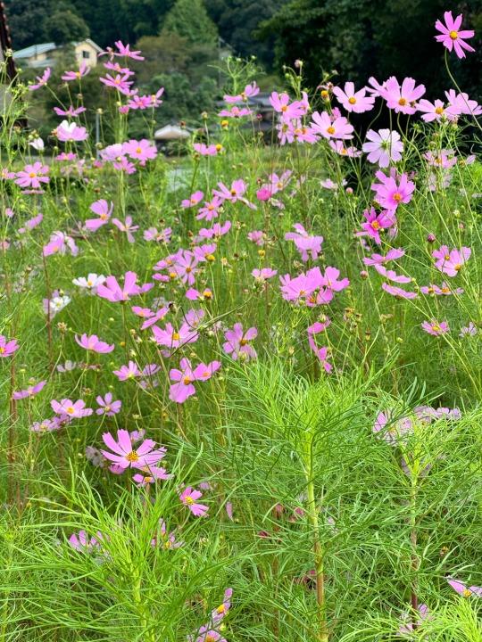 Pink Cosmos flowers amongst green narrow-leaf foliage.