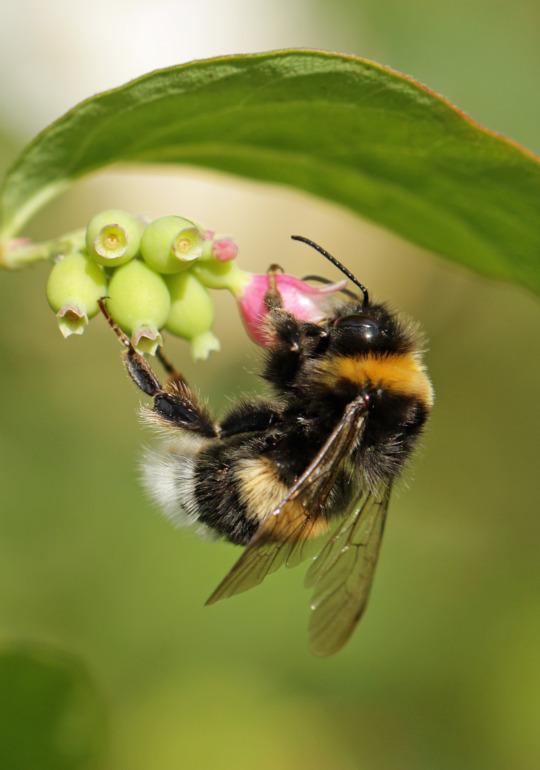 Large Earth Bumblebee