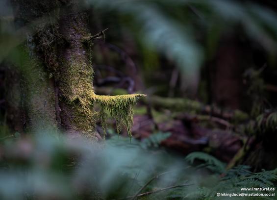 A close-up image of a lush green moss growing on the bark of a tree in a dense jungle or old-growth forest. The intricate details of the moss are visible, showcasing the delicate tendrils and vibrant green color against the dark background of the tree trunk. The image captures the essence of nature and the beauty of terrestrial plants thriving in their natural habitat. The dominant colors in the image are black and grey, with an accent color of 988233 adding a touch of earthy warmth. This seren…