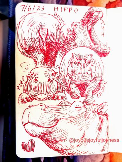 Sketchbook page of 5 drawings of Hippos in red pen. The top of the page reads 7/6/25 and Hippo. The top left drawing is of a butt with the word Booty written next to it. To the right is a Hippo with its mouth open in profile to the right and the word Ahh. Below these drawings on the left is a baby hippo sticking out its tongue and the word Blep. To the right is a Hippo walking towards the viewer and it's very round. The word Chonk is written by it. At the bottom is a large drawing of a smiling hippo in profile with a heart.