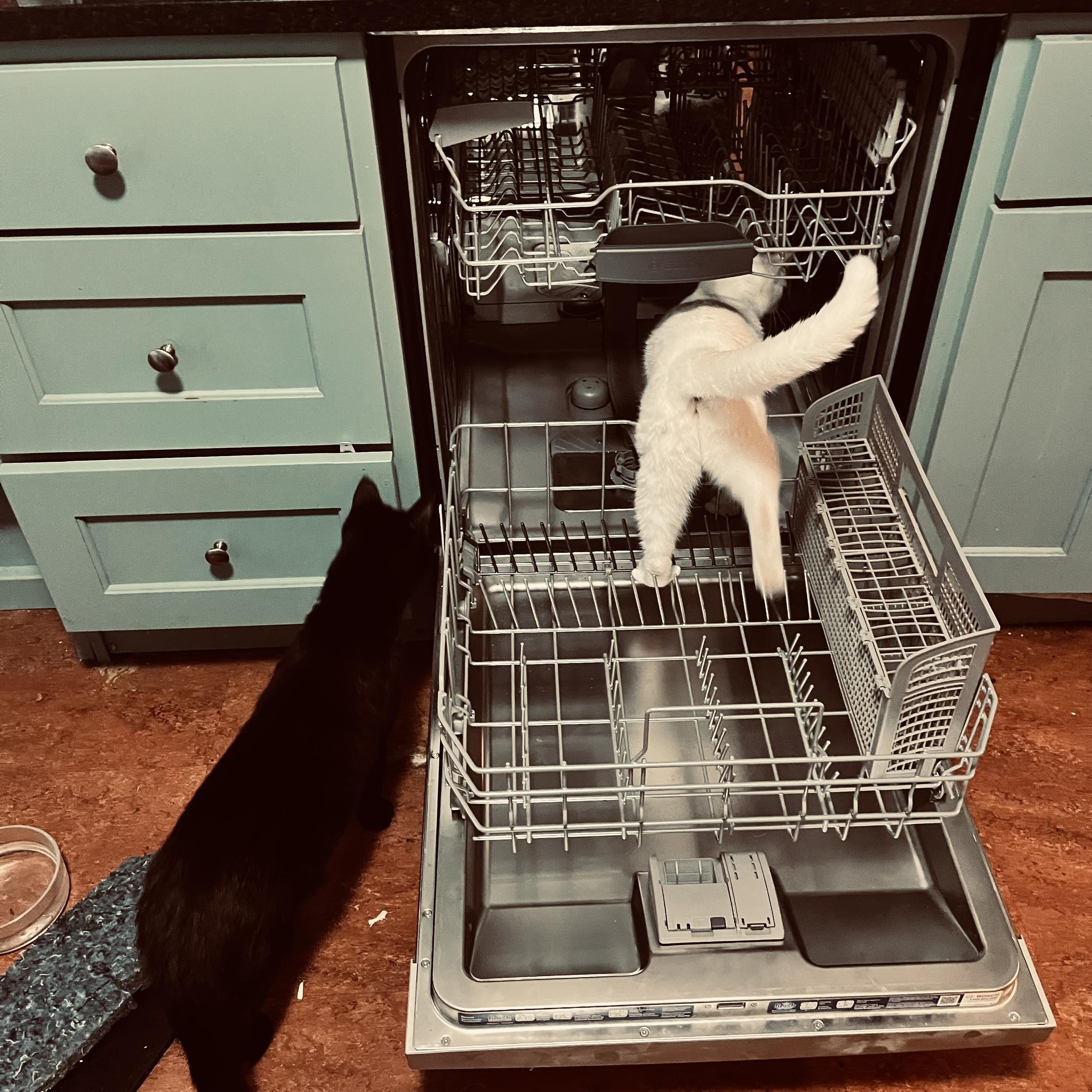an open dishwasher with a black cat and a white cat investigating