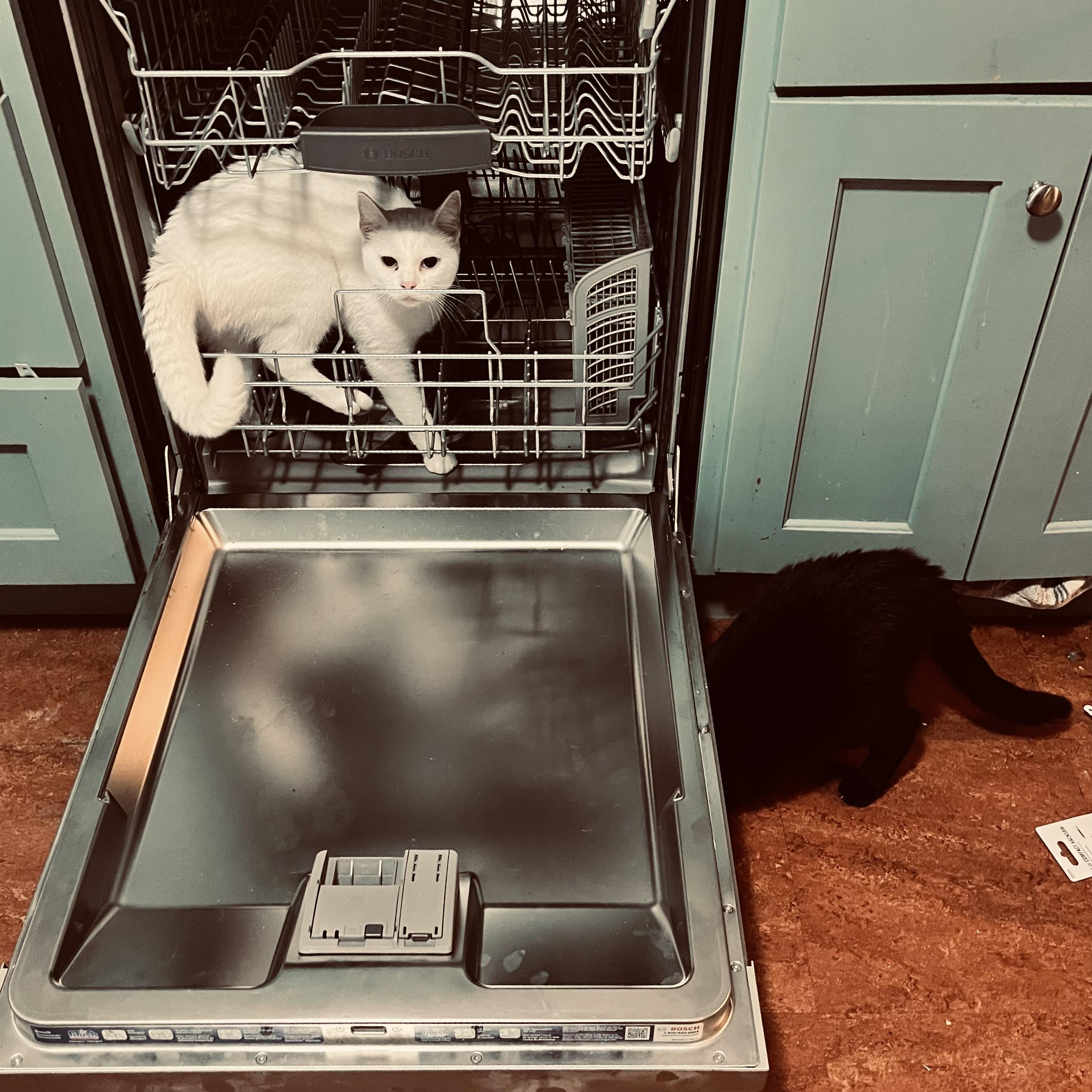 a white cat looks out at us from inside an open dishwasher while a black cat is busy with something underneath the dishwasher door