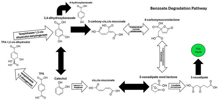 Daigram showing a number of pathways that a bacterium can apply to break down terephalic acid into useful products