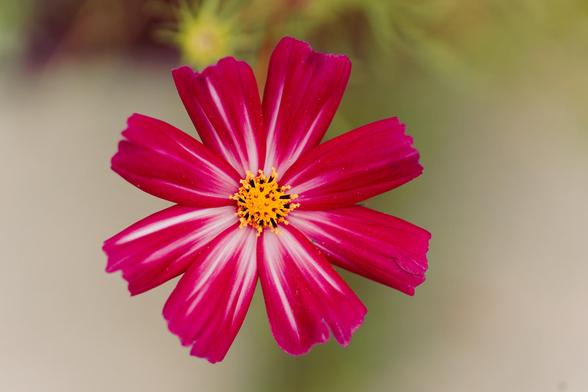 Just a little left of the center of the frame is a flower with 8 purple petals more red towards the center and more violet to toward the ragged edge with whit veins starting at the middle and shrinking outwords and a core with yellow and black structures;  the background is mostly indistinct with a dark area near the top and and an area not so dark behind the flower on the center right,  at the top though there are is a blurred out flower disc that lost it's petals and what could be some stems.