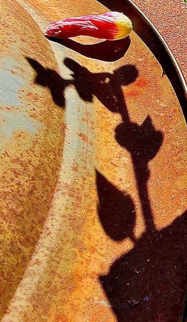 This is a photograph of a hollyhocks shadow being cast on a metal lid. There is a fallen hollyhock flower above the shadow.