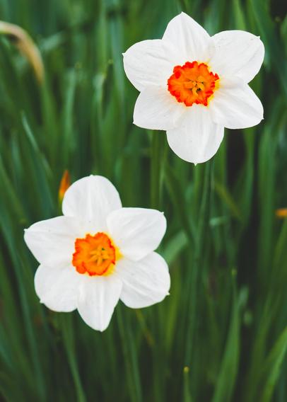 Near the vertical 1/3 and 2/3 lines from the bottom up find a flower on the left and on the right with a backdrop of dark green foliage.  Both flowers are daffodils with six white petals and a ragged orange core 