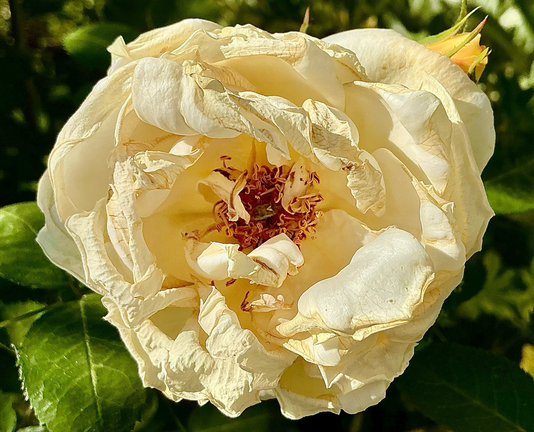 A photograph of a beautiful white rose that is wrinkling and drying up.