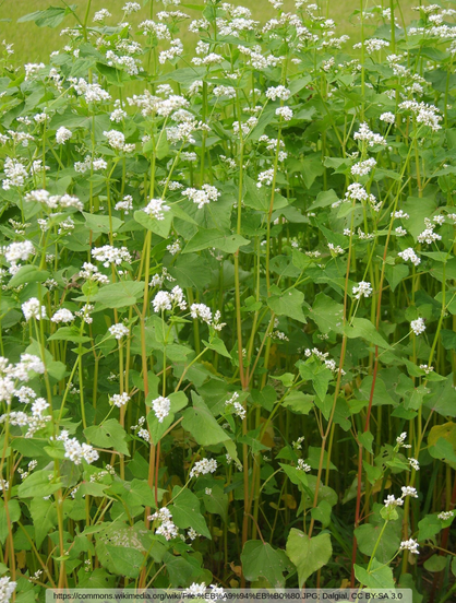 Source: https://commons.wikimedia.org/wiki/File:%EB%A9%94%EB%B0%80.JPG; Dalgial, CC BY-SA 3.0