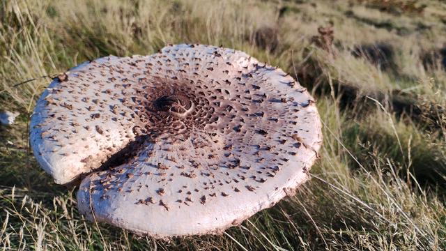 A big mushroom