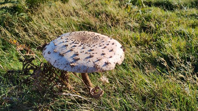 A slightly smaller mushroom