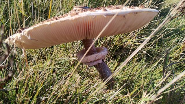 A big mushroom