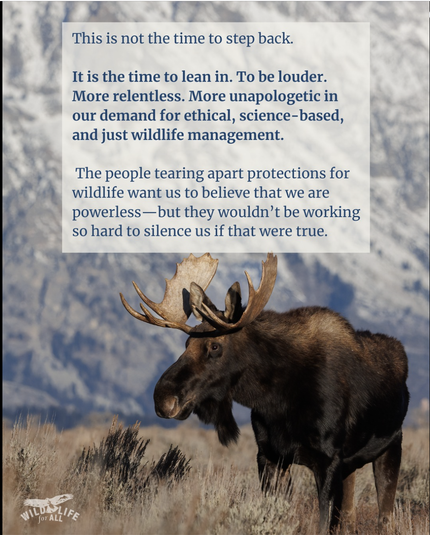 Bull Moose standing in a fall field with snow dusted mountains in the background. "This is not the time to step back. It is the time to lean in. To be louder. More relentless. More unapologetic in our demand for ethical, science-based, and just wildlife management. The people tearing apart protections for wildlife want us to believe that we are powerless, but they wouldn’t be working
so hard to silence us if that were true." Wildlife for All