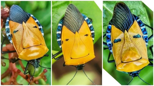 Photos de trois punaises à tête d'homme sur le dos