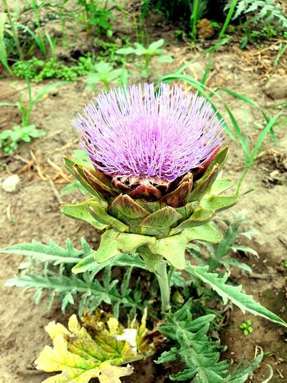 Foto einer Artischocke in voller Blüte. Der Blütenstand ist körbchenförmig und die borstenartigen, violett/lilanen Röhrchenblütenblätter sind gut erkennbar