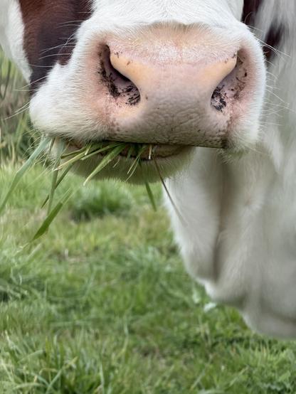 Close-up van een koeienbekkie met wat grassprieten eruit (of erin?) stekend.