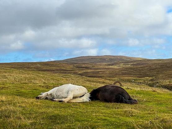 Two Shetland ponies asleep in Shetland