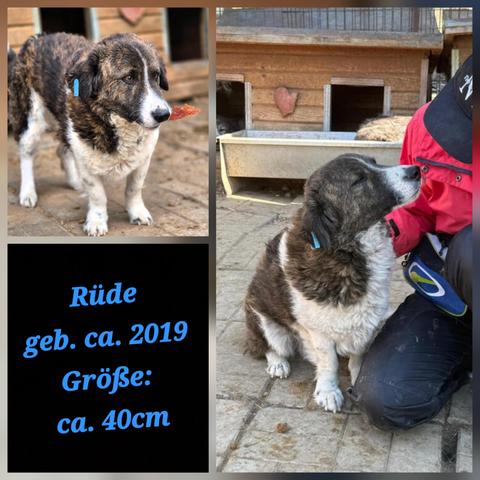 Oben links
​Davinci mit zotteligem Fell steht auf einem steinigen Untergrund vor einer Holzhütte. Sein Fell ist mehrfarbig: dunkelbraun (gestromt) über dem Rücken und Kopf, und weiß an der Brust, den Beinen, der Schnauze und an einer Blesse im Gesicht. Er hat einen blauen Marke an seinem linken Ohr. Davinci blickt nach rechts aus dem Bild heraus und hält ein kleines, orangenes Leckerli in seinem Maul. Seine Augen sind wachsam und braun.

Unten links 
Daten zu Davinci 
Rüde
geb. ca. 2019
Größe: ca. 40cm

Großes Foto rechts 
Davinci sitzt seitlich zur Kamera und schmiegt seinen Kopf in die Richtung einer Volontärin, die rechts kniet und rote Kleidung sowie eine schwarze Kappe mit der Aufschrift „NYC“ trägt. Davinci scheint Zuneigung zu suchen und möchte gestreichelt zu werden. Er hat die Augen geschlossen und scheint die Aufmerksamkeit sehr zu genießen. 
Im Hintergrund stehen zwei holzfarbene Hundehütten mit offenen Eingängen. Aus der linken Hütte schaut ein zweiter Hund mit grauem Fell und hellen Augen hervor. Zwischen den Hütten befindet sich ein Futtertrog. Die Szene ist bei hellem Tageslicht aufgenommen.