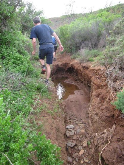 A hiker edges round a deep wash away pn a hiking trail. There is water in the wash away and foliage on the side.s The foliage is pale green.
