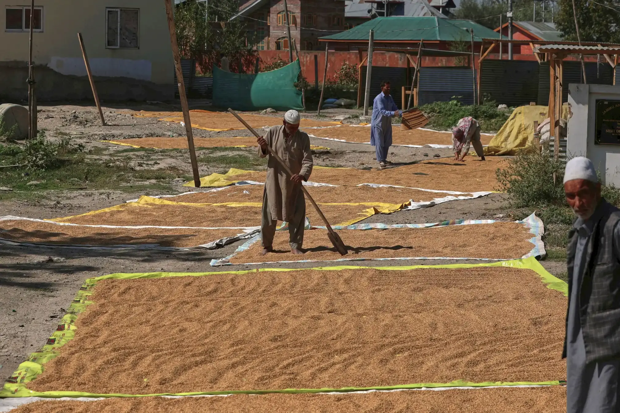 Harvested paddy rice drying in the sun in Srinagar.