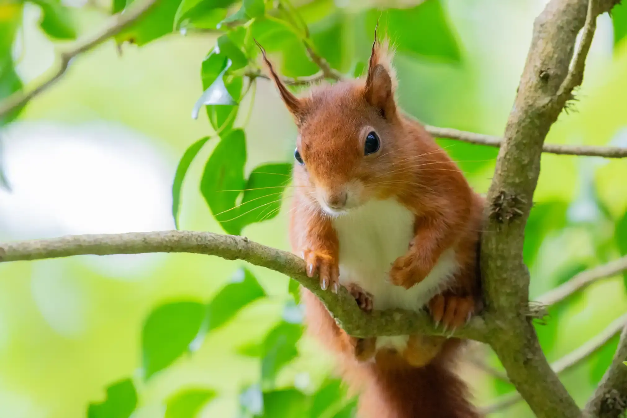 A red squirrel in Wales.