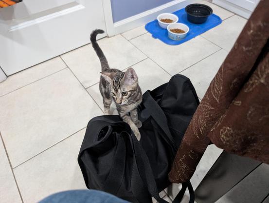 A gray tabby kitten looks for attention. (Cuteness!)