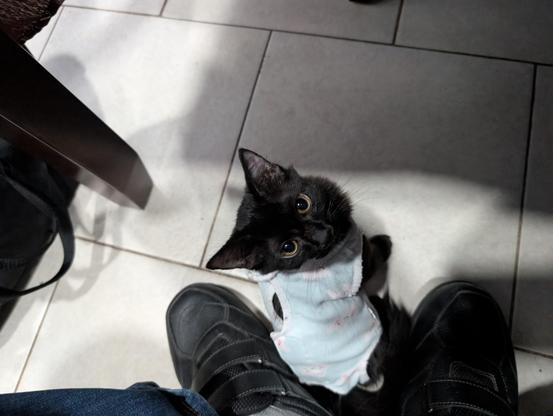 A black kitten wearing a onesie looks up at me from between my size 15 feet.