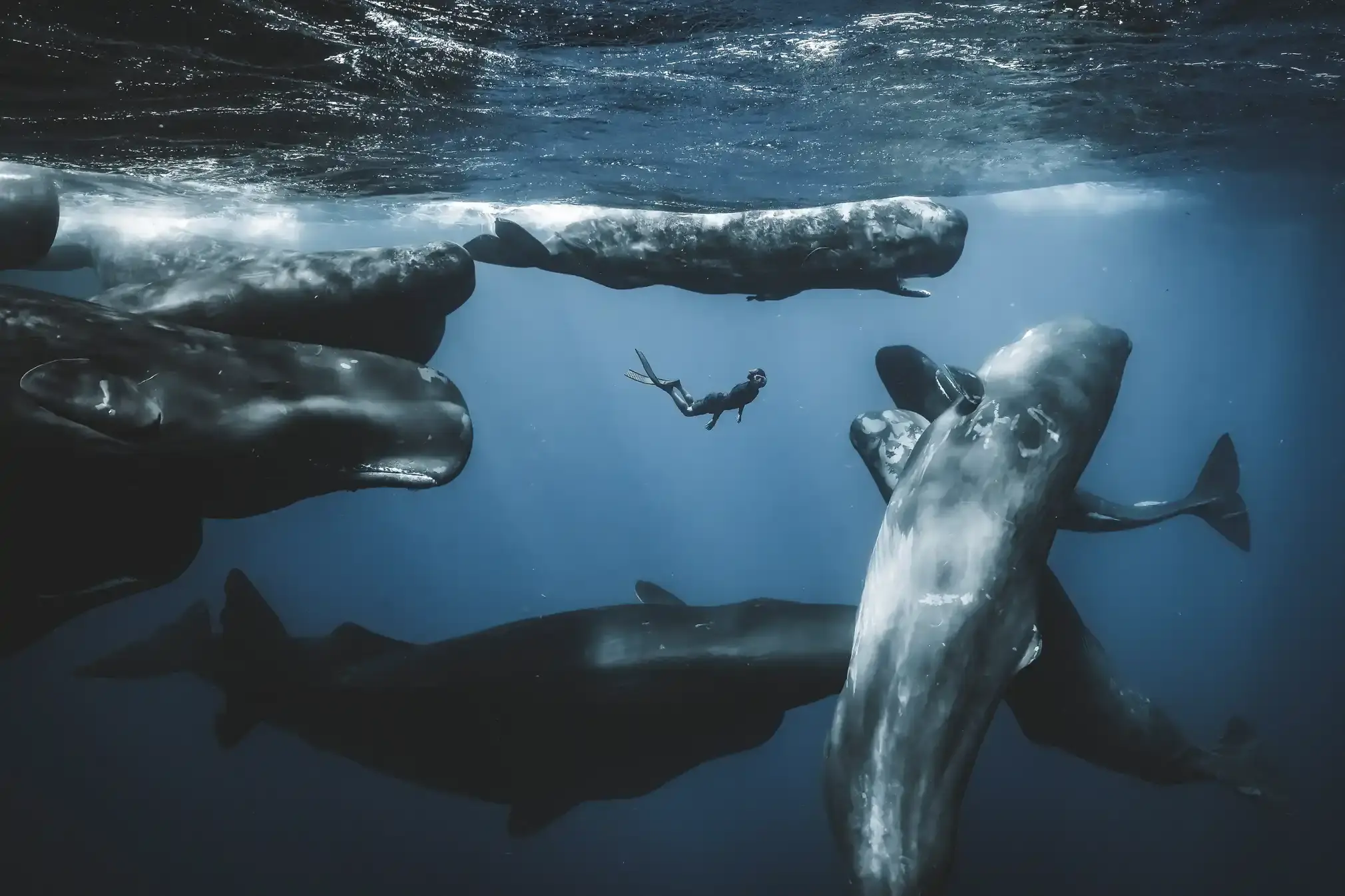 A diver among sperm whales.