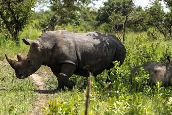 Rhinos roam at the Ziwa rhino sanctuary.