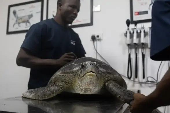 An apprehensive green sea turtle has a tag attached to its flipper.