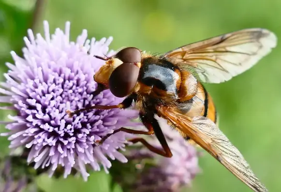 A hoverfly on a thistle flower.