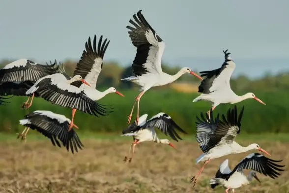 Storks fly over fields.