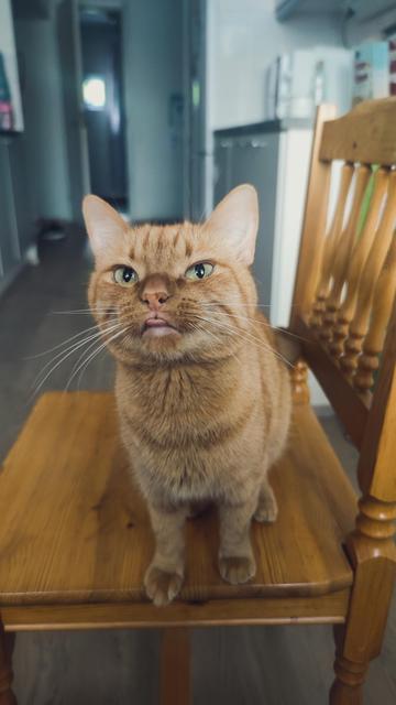 Фота рудай коткі, якая сядзіць на стуле пасярод кухні. Котка паказвае язык