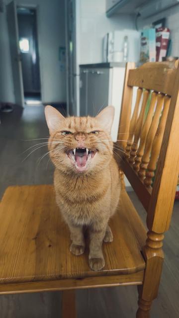 Фота рудай коткі, якая сядзіць на стуле пасярод кухні. Котка шырока адчыняе рот.