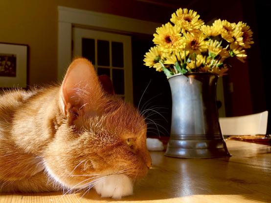 A little ginger cat lady contemplates her existence in the fall afterglow, on the table we bought from Vashti Bunyan, with a pewter tankard containing yellow chrysanthemums in the background.