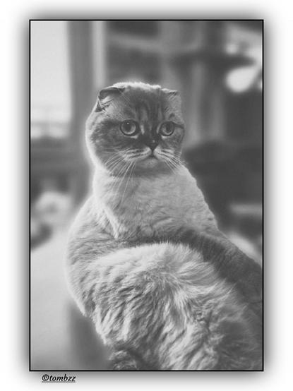 Black-and-white analog portrait of a Scottish Fold cat. She’s sitting upright, slightly turned to the side, looking calm and totally owning the moment — posing comes naturally to her. The light brings out the texture of her fur, especially around the face and chest. The background’s nicely blurred, with a soft depth — you can spot part of a window on the left and another on the right. The whole frame draws you straight to her expression. Quiet, elegant, and a bit tender.