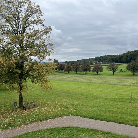 Landschaftsfoto (Gundelfingen), links ein herbstlicher Baum mit Bank, rechts Streuobstbäume, dahinter der Wald. Im Vordergrund ein bumerangförmiger Weg.