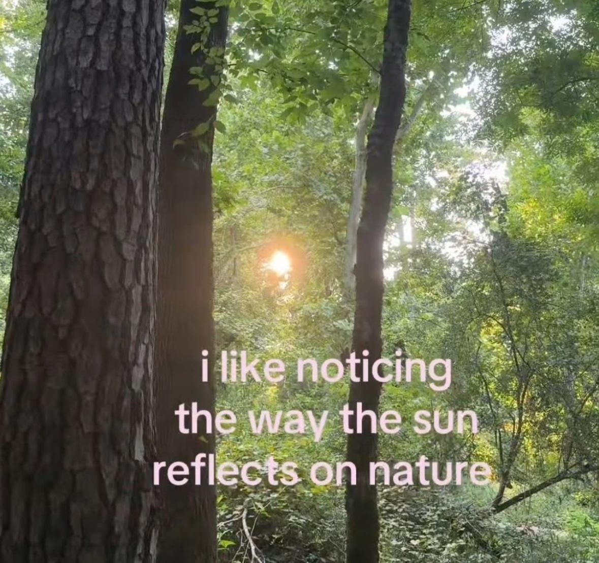 The sun shines brightly through a dense forest, with its light filtering through the green leaves of the trees. In the foreground, the textured bark of a large tree is visible on the left. The image has a serene and natural feel. Text overlaid on the image reads, "i like noticing the way the sun reflects on nature".